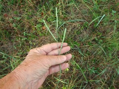 Paspalum floridanum