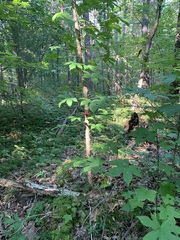 Kalopanax septemlobus