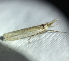 Crambus leachellus