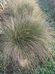 Carex secta