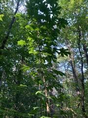 Kalopanax septemlobus