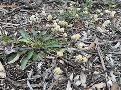 Ptilotus spathulatus