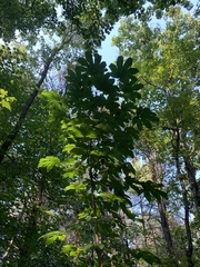 Kalopanax septemlobus