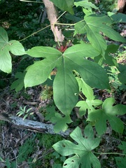 Kalopanax septemlobus