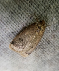 Abagrotis alternata