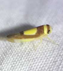 Colladonus clitellarius