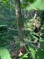 Kalopanax septemlobus