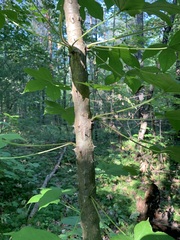 Kalopanax septemlobus