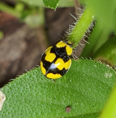 Illeis galbula