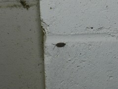 Holoverticata