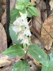 Goodyera foliosa