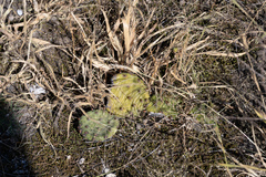 Opuntia cespitosa