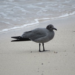 Leucophaeus fuliginosus