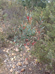 Grevillea dimorpha