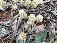 Ptilotus spathulatus