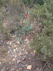 Grevillea dimorpha