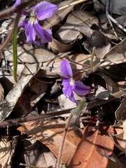 Scaevola ramosissima
