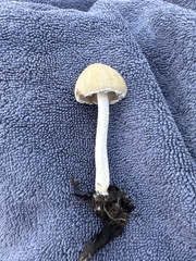 Leratiomyces percevalii