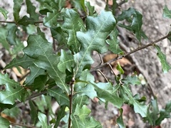 Quercus sinuata
