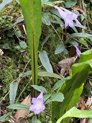 Lysionotus pauciflorus