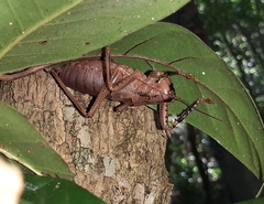 Nesoecia insignis