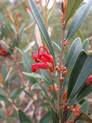 Grevillea dimorpha