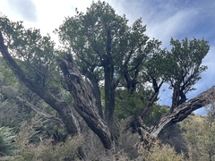 Griselinia littoralis