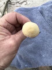 Leratiomyces percevalii