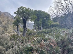 Griselinia littoralis