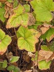 Physocarpus capitatus