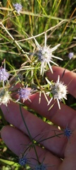 Eryngium integrifolium