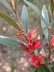 Grevillea dimorpha