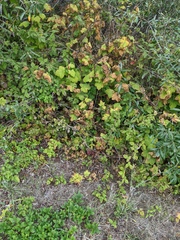 Physocarpus capitatus