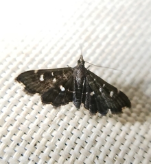 Diathrausta harlequinalis