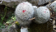 Mammillaria lasiacantha