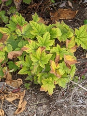 Physocarpus capitatus