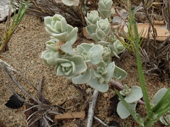 Atriplex leucophylla