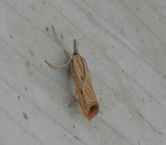 Agriphila attenuatus