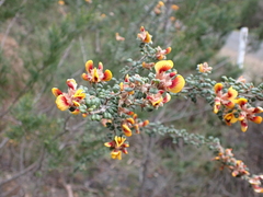 Pultenaea scabra