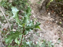 Quercus sinuata