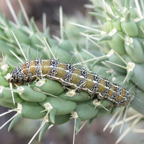 staghorn cholla moth