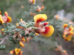 Pultenaea scabra