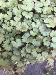 Hydrocotyle moschata