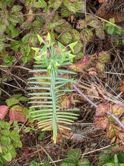Euphorbia lathyris