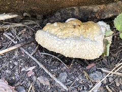 Spongiporus leucospongia