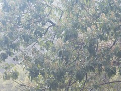 Mallotus philippensis