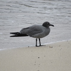 Leucophaeus fuliginosus