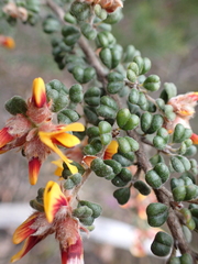 Pultenaea scabra