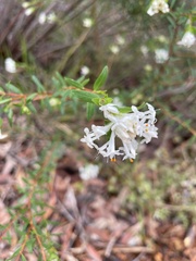 Pimelea linifolia