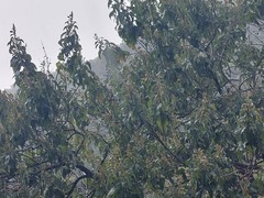 Mallotus philippensis